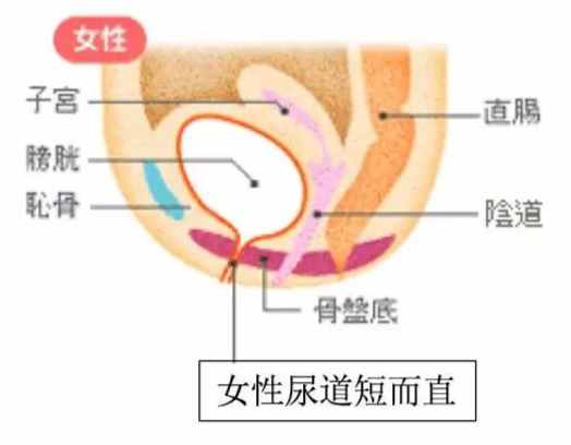 为啥女生小便后要擦干？原因大刚网偷偷告诉你...